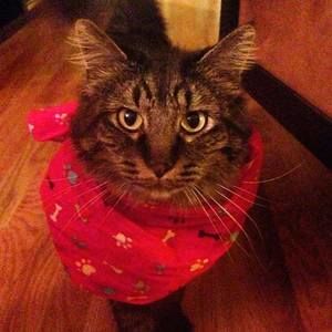 Meet your Posher, Darby